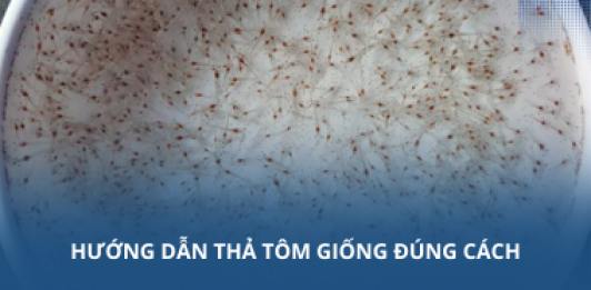 Hướng dẫn thả tôm giống đúng cách
